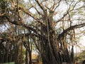 Banyan